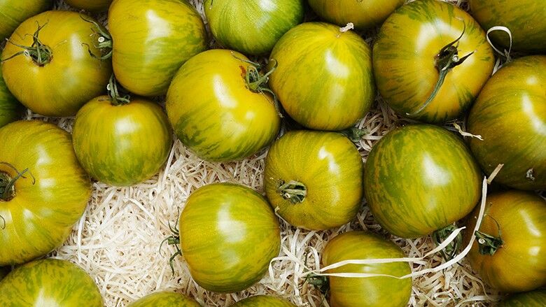 Tomate Green Zebra