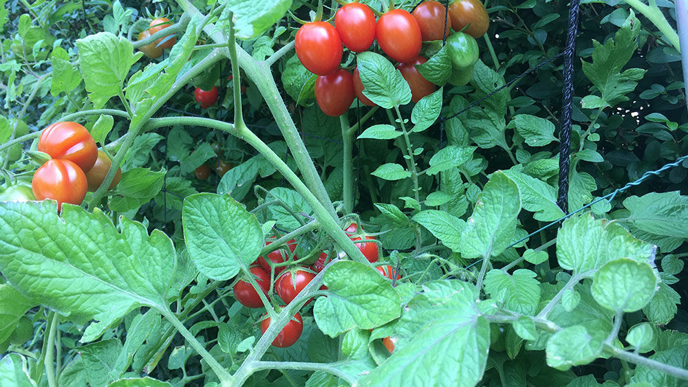 Tomaten Beginn September