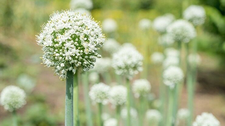 Zwiebel (Allium cepa) im weißen Sommergarten