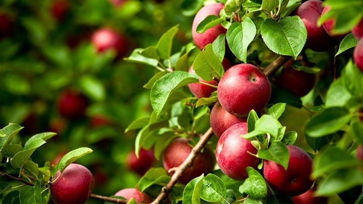 Tipps und Tricks für Ihren Apfelbaum