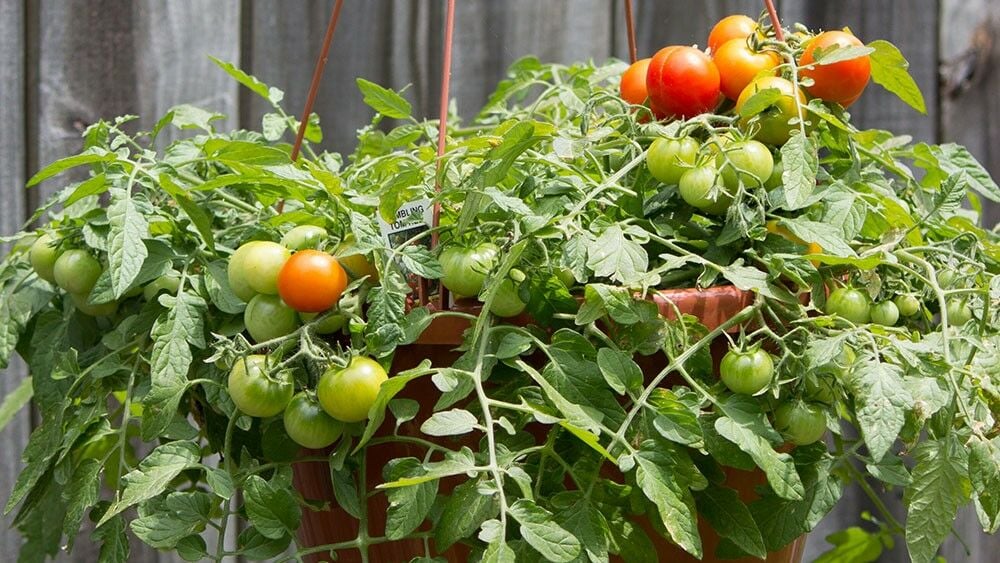 Tomaten in hängendem Korb