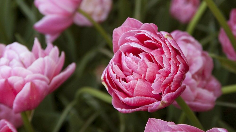 Pinke gefüllte Tulpen