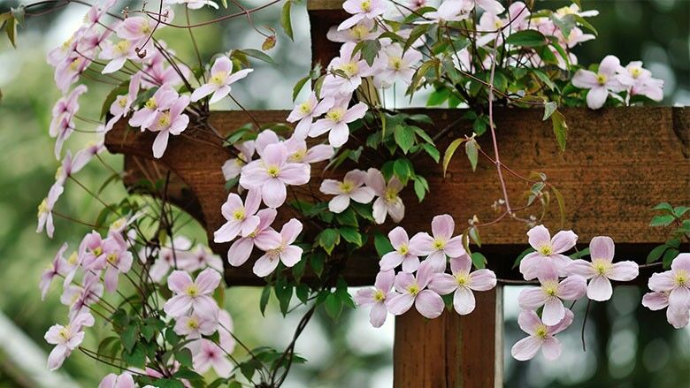 Rosa Waldrebe (Clematis)