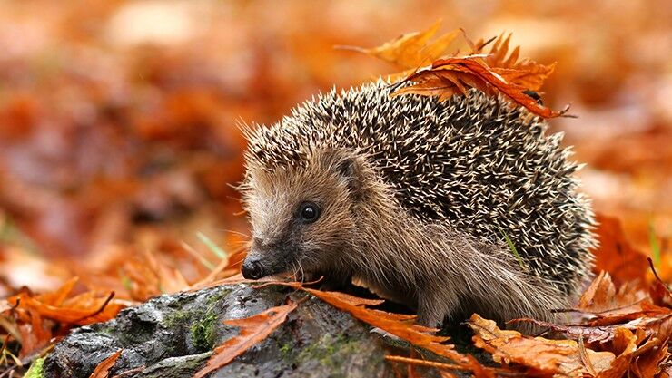  Igel mit einer Igelburg über den Winter helfen