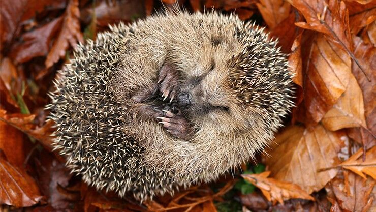 Igel beim Winterschlaf