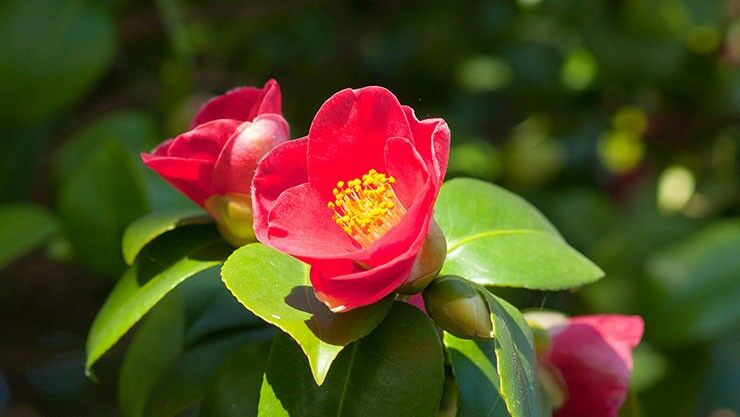 Die Kamelie (Camellia japonica) ist ein echtes Allround-Talent