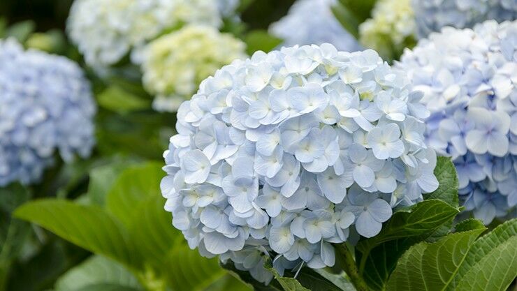 Bauernhortensie (Hydrangea macrophylla)