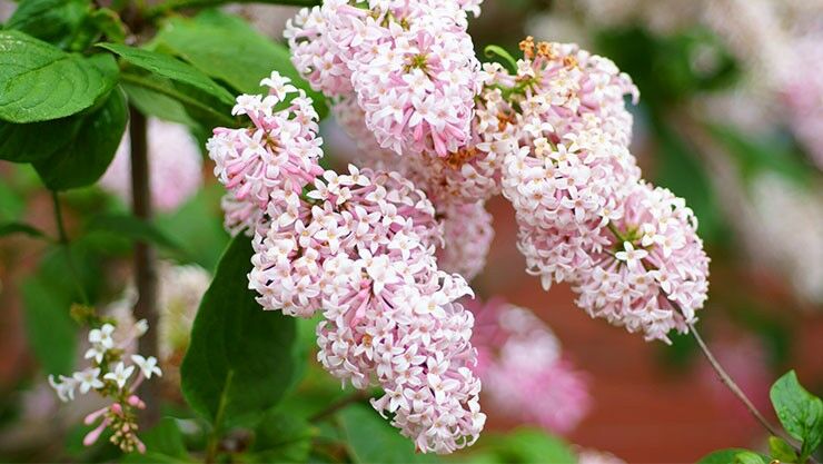 Meyers Flieder (Syringa meyeri) als Kübelpflanze