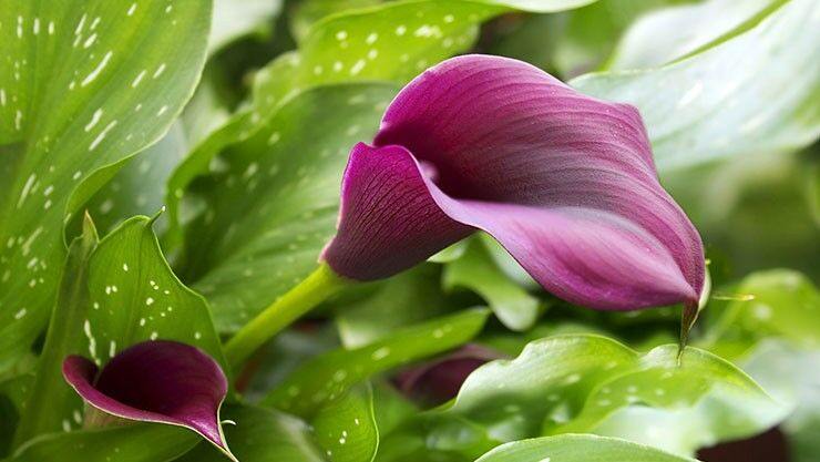 Zantedeschien (Zantedeschia elliottiana und rehmannii)