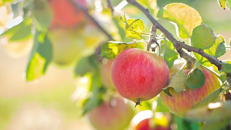 Tipps für den Obstbaumschnitt im Sommer