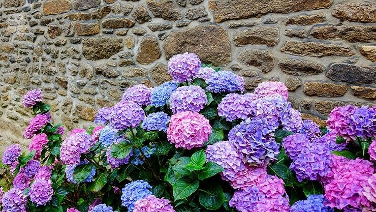 Die Grundregeln der Gartenhortensien