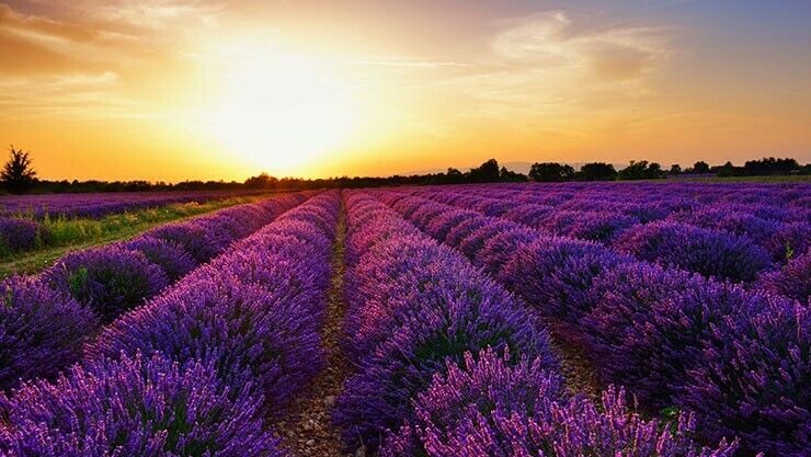 Lavendelfelder in der Provence