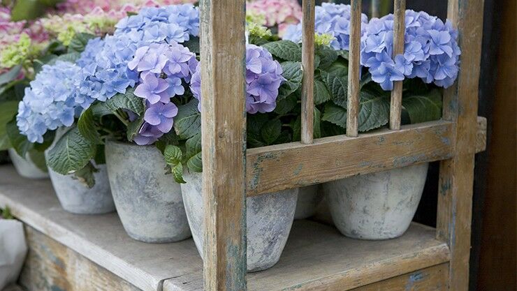 Kübelpflanzen, wie Hortensien, für den Balkon