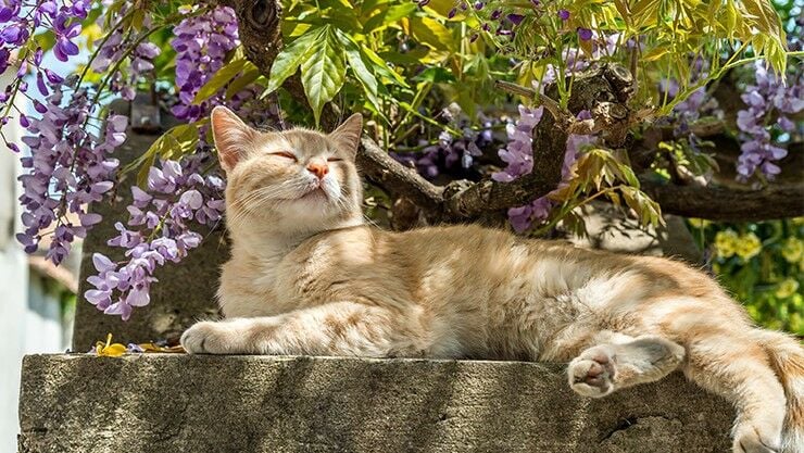 Katzen aus dem Garten vertreiben - Kammerjäger Ratgeber