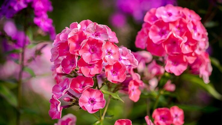 Hohe Stauden-Phlox (Phlox paniculata)