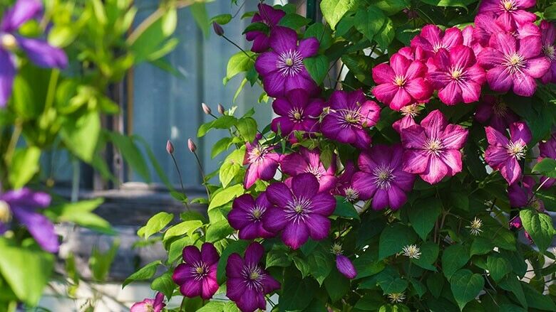 Waldrebe (Clematis)