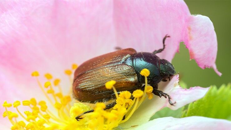 Gartenlaubkäfer (Phyllopertha horticola)