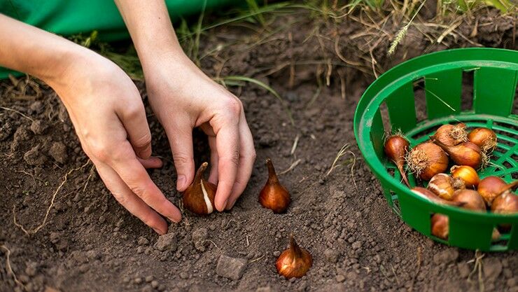 5 Anfängerfehler beim Pflanzen von Blumenzwiebeln