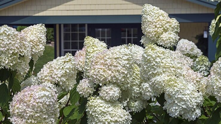 Baumhortensie (Hydrangea arborescens) Annabelle