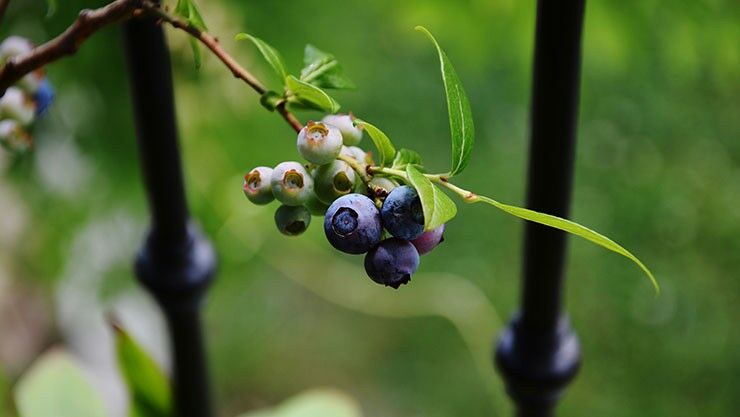 Heidelbeere (Vaccinium myrtillus) als Kübelpflanze