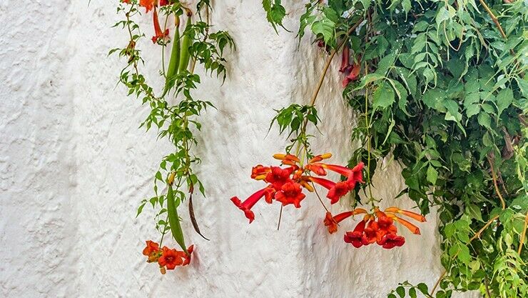 Klettertrompete (Campsis) wächst von alleine an der Wand