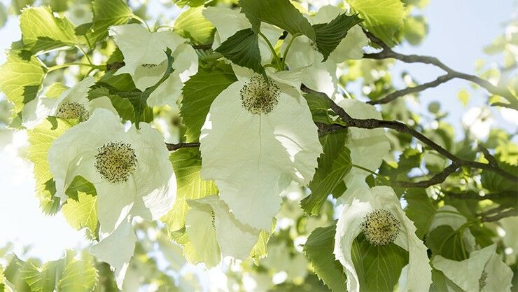 Unbekannte Schönheit: Der Taschentuchbaum