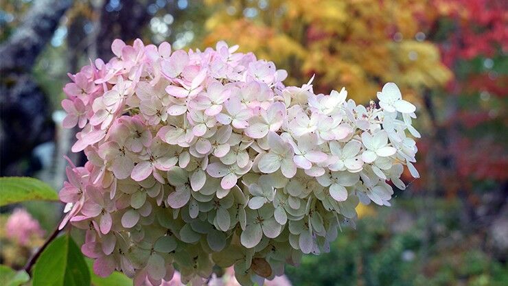 Cremefarbene Rispenhortensie (Hydrangea paniculata)