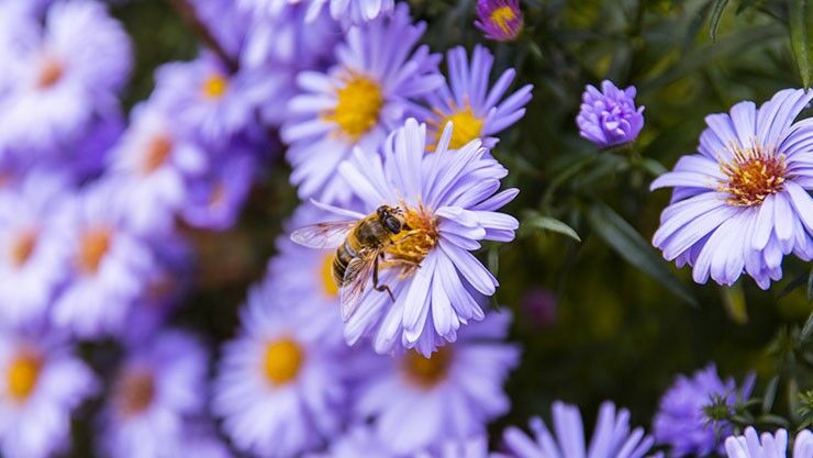 Herbstaster als Nektarquelle für Wildbienen