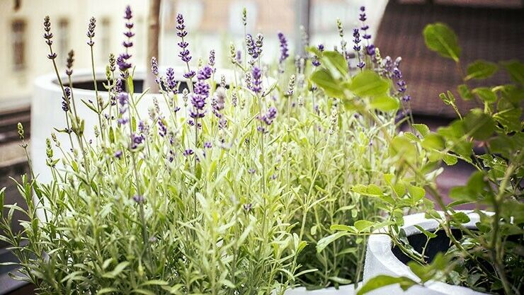 Die Balkonpflanze des Jahres 2018 ist der Lavendel