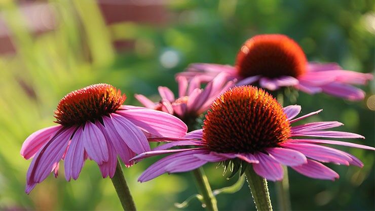 Sonnenhüte (Echinacea)