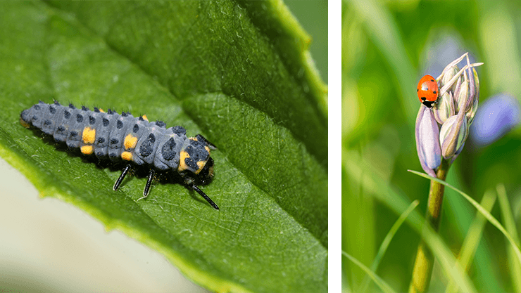 Das Leben eines Siebenpunkt-Marienkäfers (Coccinella septempunctata)