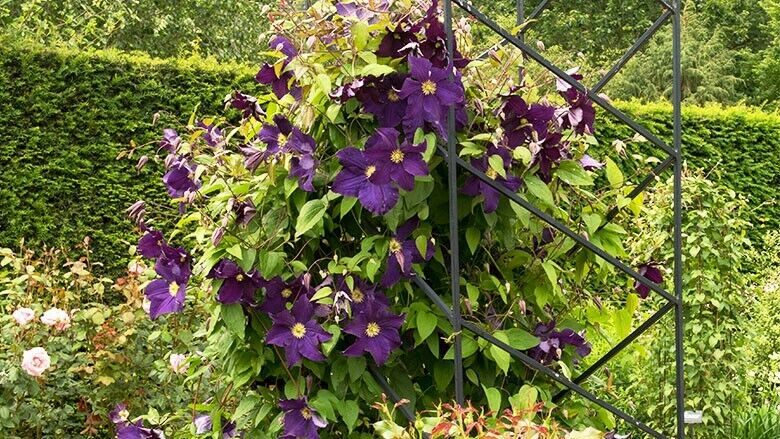 Lila Waldrebe (Clematis)