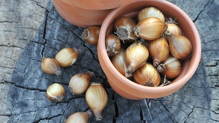 Blumenzwiebeln für den Frühling pflanzen