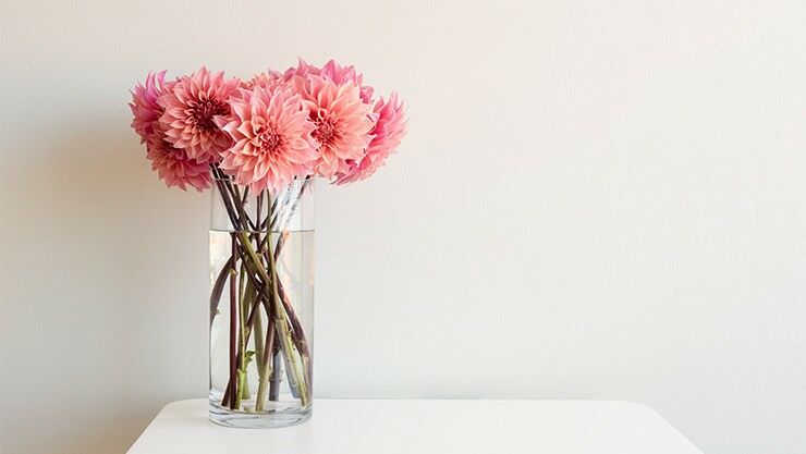 Dahlien als Schnittblumen in einer Vase
