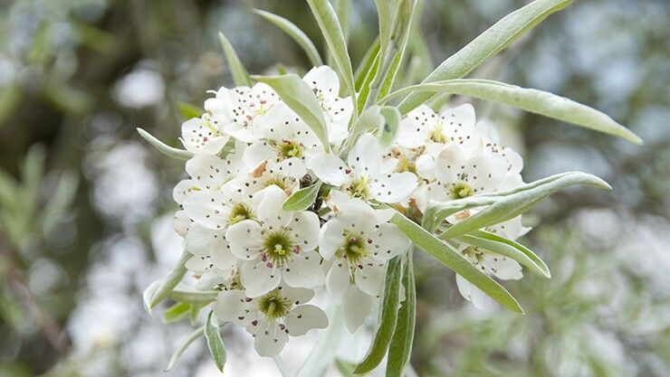 Weidenblättrige Birne (Pyrus salicifolia) 