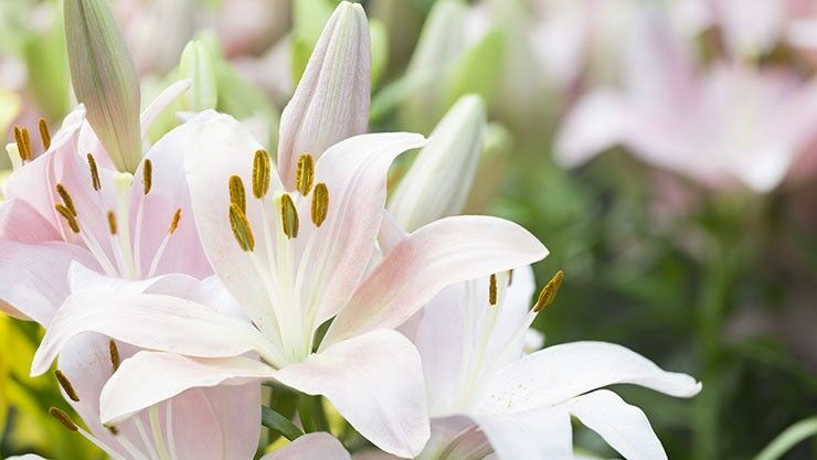 Lilien (Lilium)