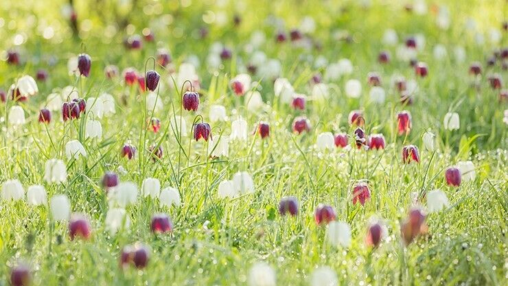 Die Schachbrettblume – Fritillaria meleagris – hat andere Ansprüche als die meisten Zwiebelblumen