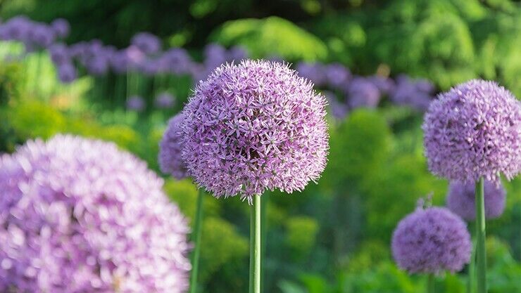 Allium im Herbst pflanzen