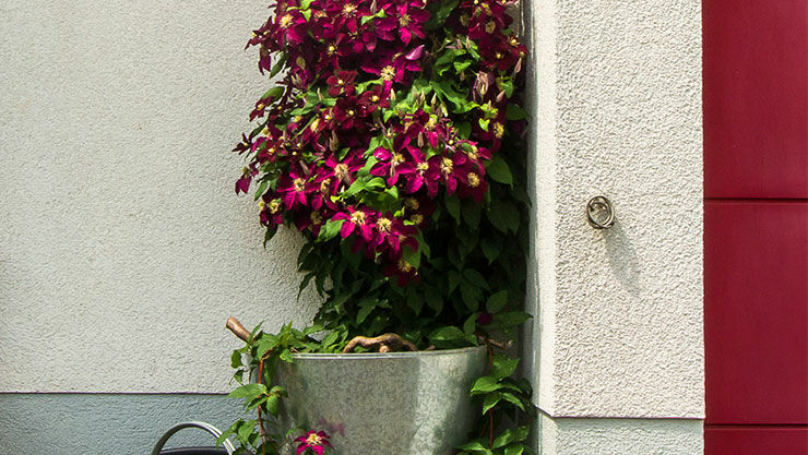 Waldreben (Clematis) als Kübelpflanze