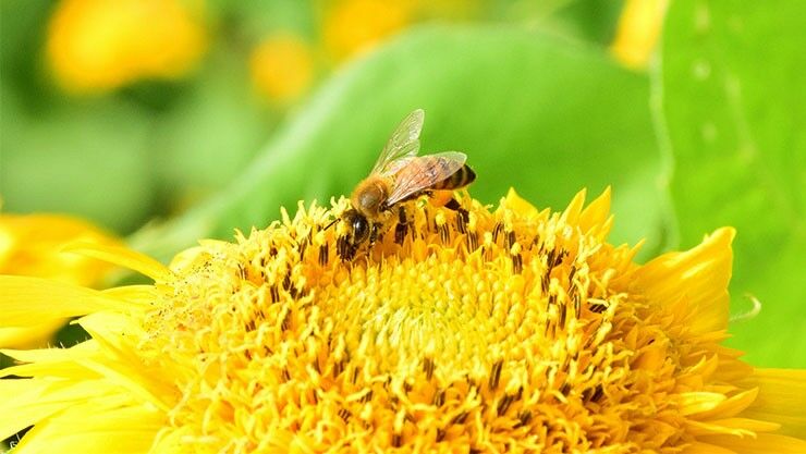Die heimische Honigbiene (Apis mellifera) ist braun-gelb gestreift
