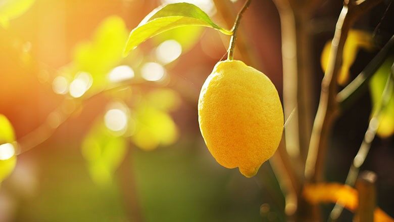 Zitrusbäumchen (Citrus)
