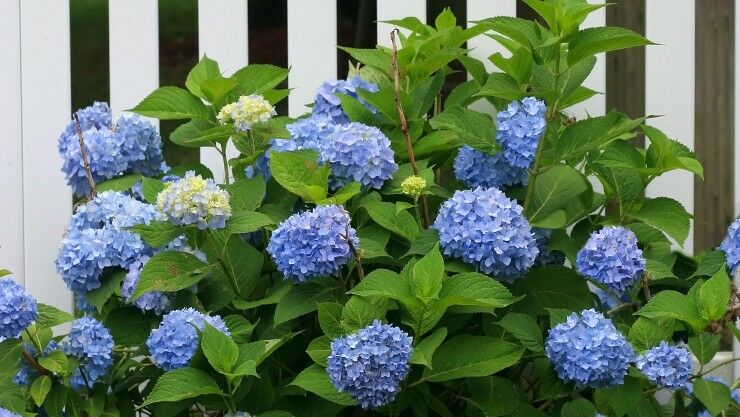 Bauernhortensie (blaue Gartenhortensie)