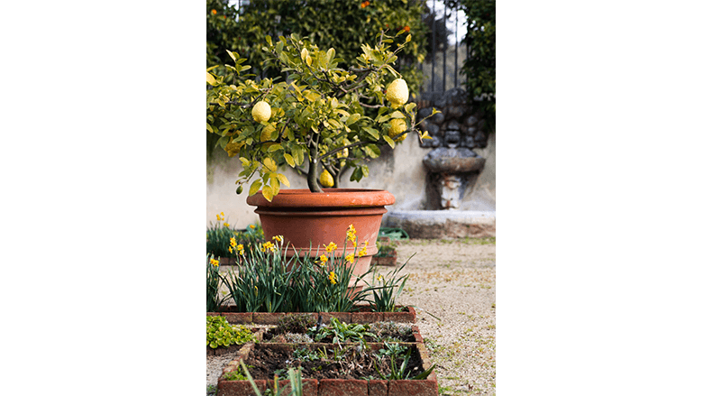 Zitrusbäumchen (Citrus) im Topf