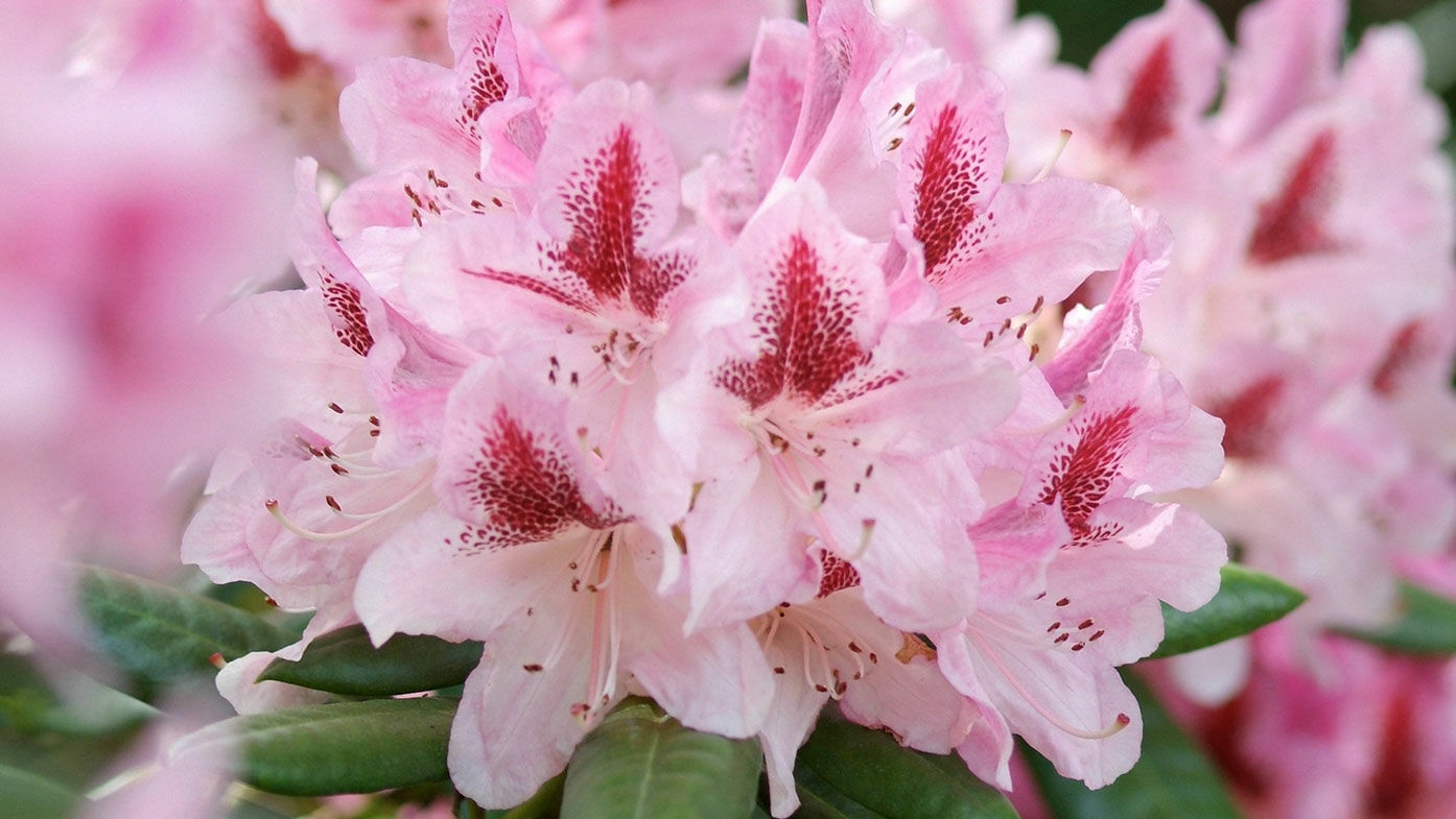 Rhododendron Furnivall s Daughter
