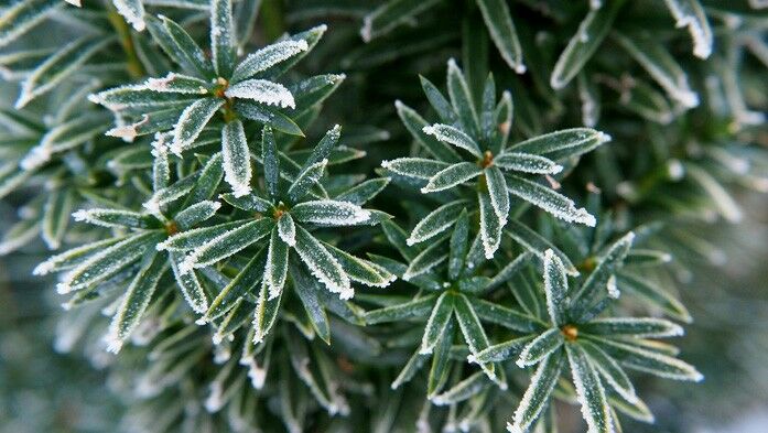 immergrüne frost