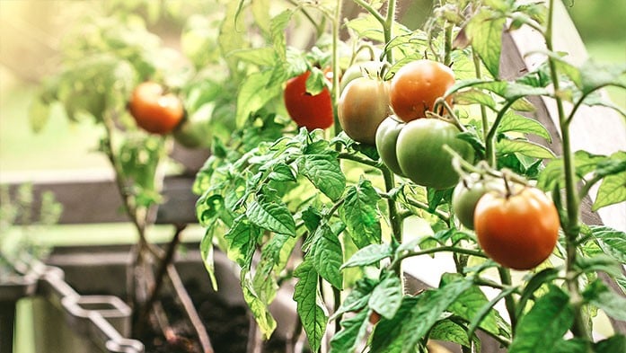 Tomatenvielfalt