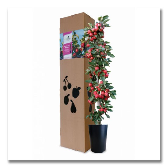 Apfelbaum - Rosaceae - Shop - Gepresste Pflanzen